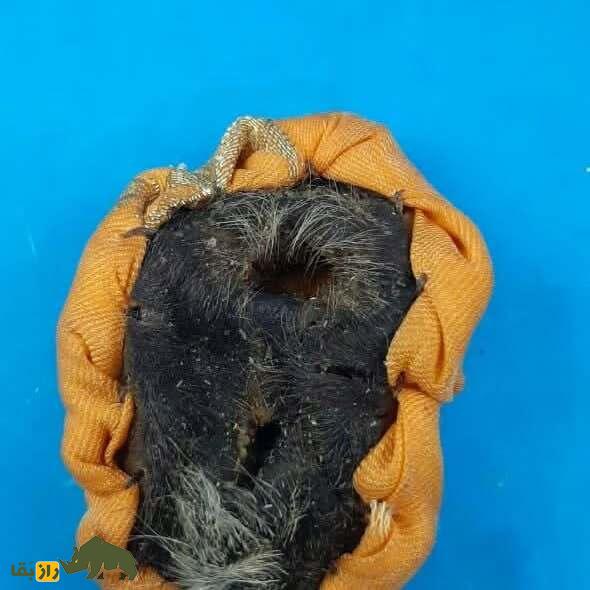 خرافات مربوط به آلت تناسلی کفتار ماده خرافات مربوط به آلت تناسلی کفتار ماده