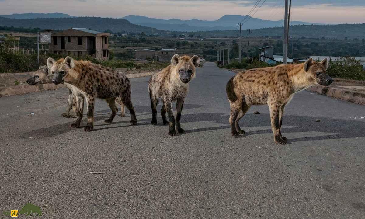 ریشه اعتقاد به ناموس کفتار یا آلت تناسلی کفتار ماده؛ آیا ناموس کفتار شانس، ثروت و قدرت جنسی میآورد؟ سه کفتار در خیابانی نزدیک یک روستای مسکونی