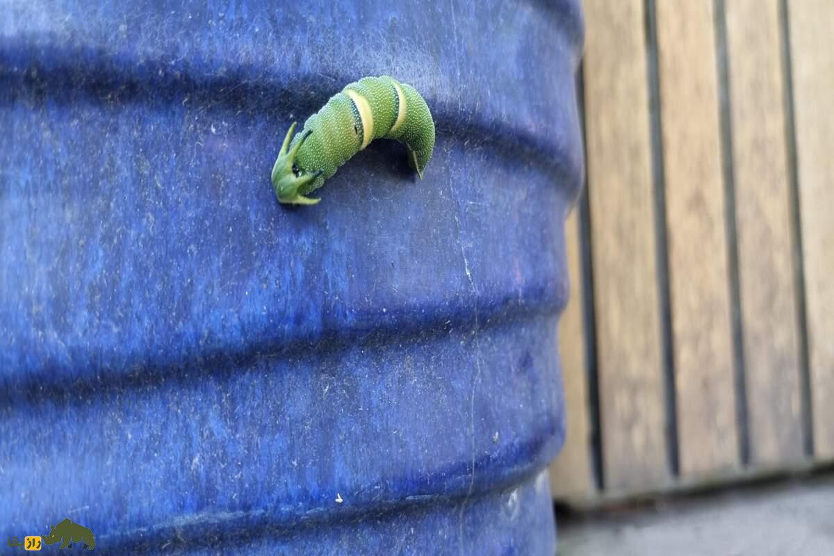 دنیای شگفت‌انگیز کرم کاترپیلار با سر شبیه به اژد‌ها