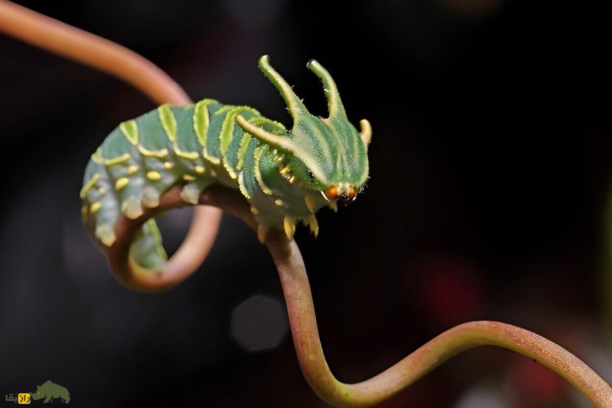 دنیای شگفت‌انگیز کرم کاترپیلار با سر شبیه به اژد‌ها
