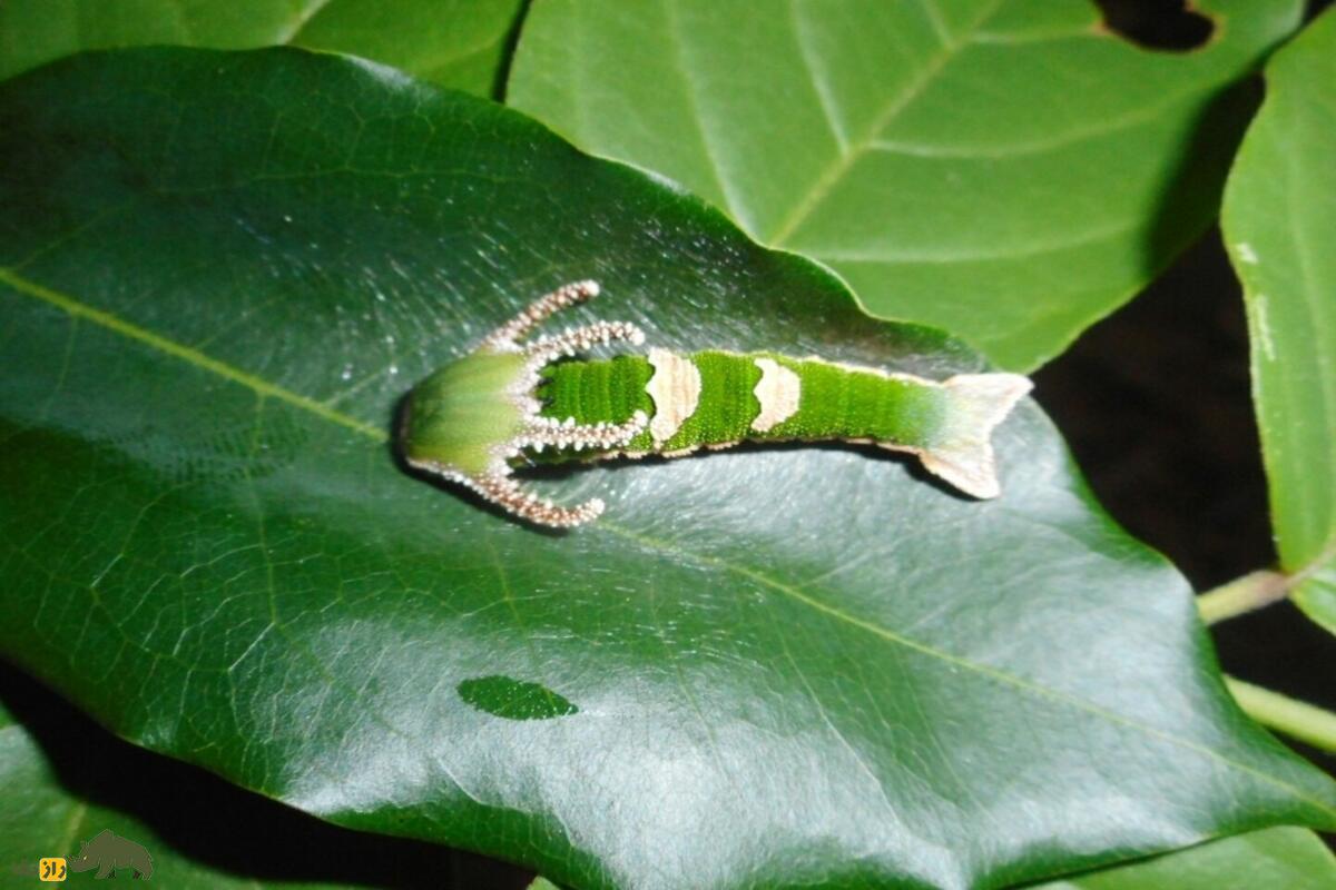 دنیای شگفت‌انگیز کرم کاترپیلار با سر شبیه به اژد‌ها