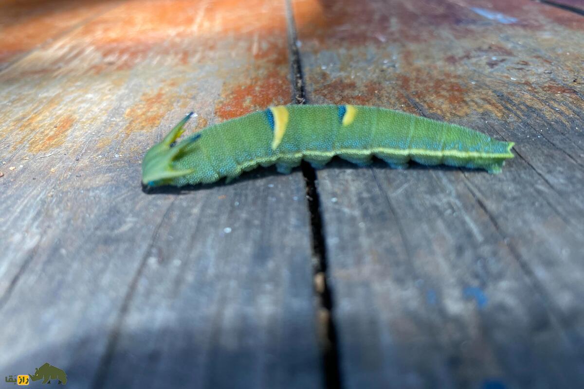 دنیای شگفت‌انگیز کرم کاترپیلار با سر شبیه به اژد‌ها