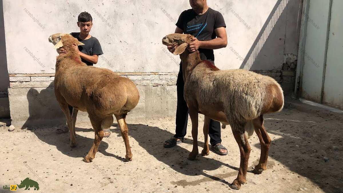 میش چینی قندوزی؛ گوسفندی رقاص و ساخته دست انسان که به خاطر دنبه ۵۰ کیلویی با رقص راه میرود! میش چینی قندوزی؛ گوسفندی رقاص و ساخته دست انسان که به خاطر دنبه ۵۰ کیلویی با رقص راه میرود!