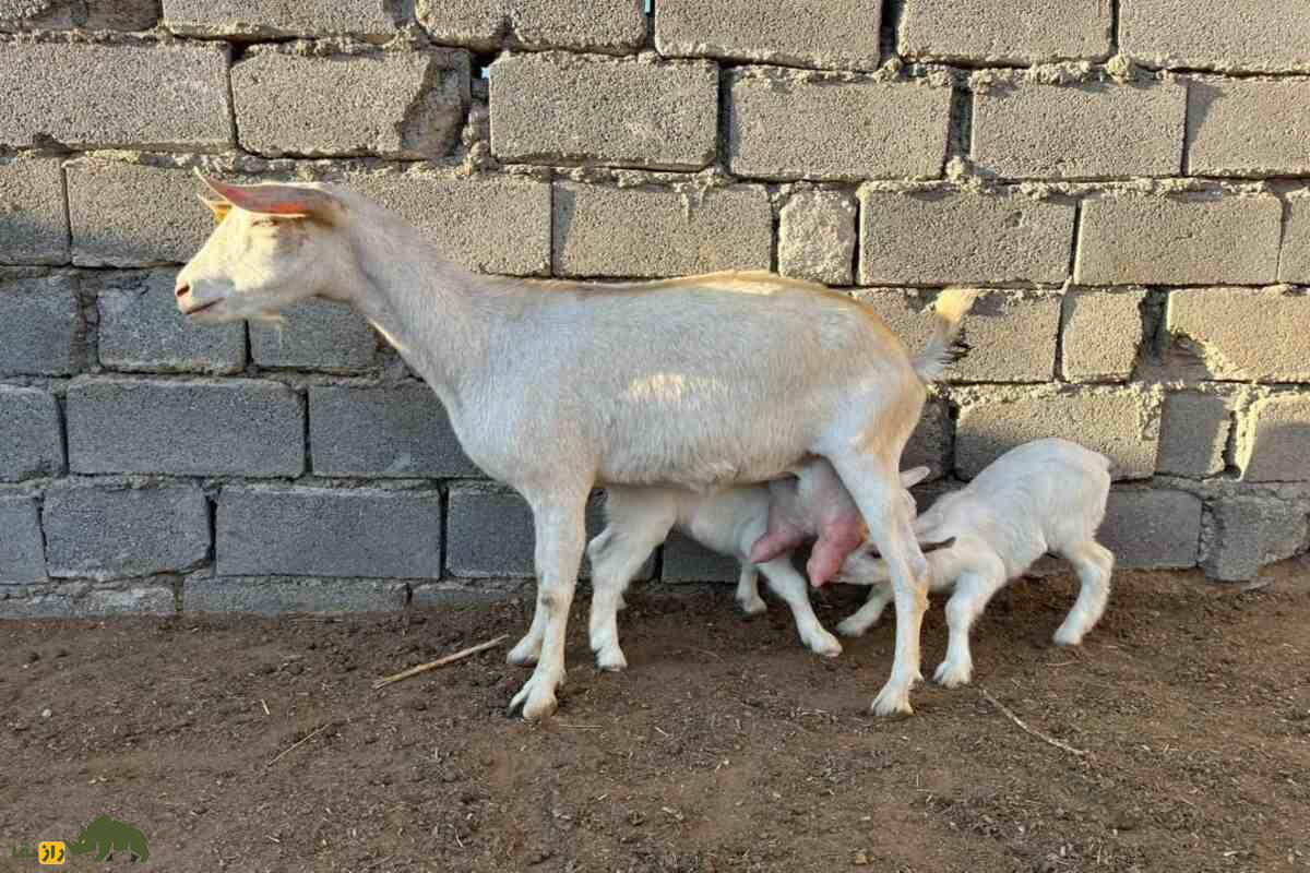 حلی یا بز بدون شاخ؛ چرا بعضی بزها شاخ ندارند و دلیل خطرناک بودن جفتگیری دو بز بدون شاخ چیست؟