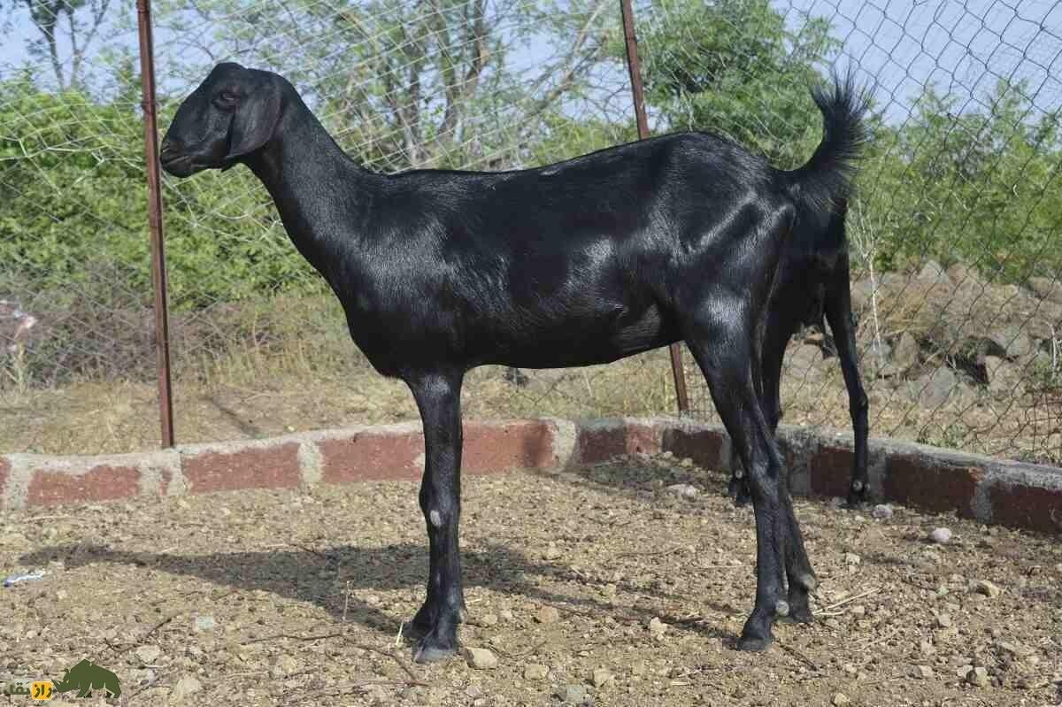 حلی یا بز بدون شاخ؛ چرا بعضی بزها شاخ ندارند؟ رابطه این ویژگی با جفتگیری و تولید مثل بزها حلی یا بز بدون شاخ؛ چرا بعضی بزها شاخ ندارند؟ رابطه این ویژگی با جفتگیری و تولید مثل بزها