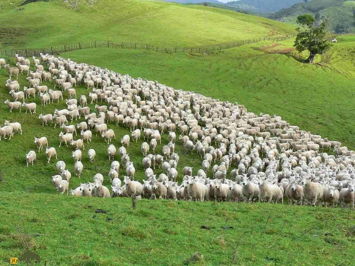 گوسفند گارادولاگ؛ غول پربازده که پادشاه مراتع کوهستانی آذربایجان است