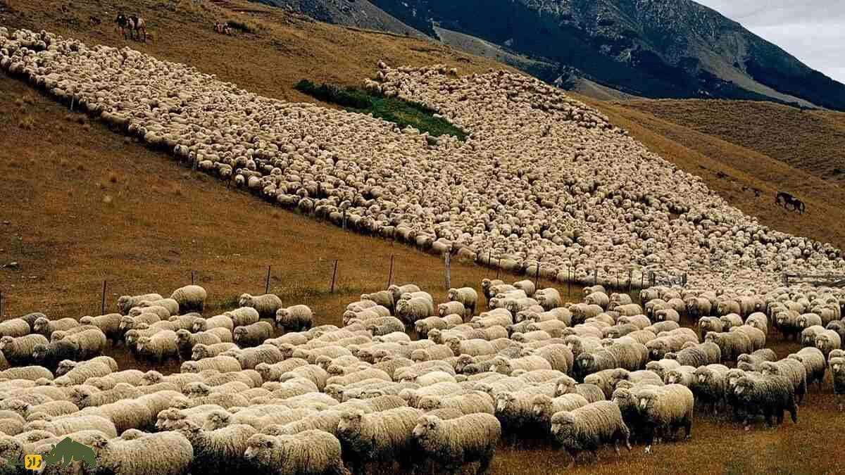 گوسفند گارادولاگ؛ غول پربازده که پادشاه مراتع کوهستانی آذربایجان است