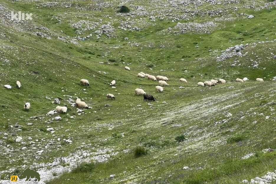 گوسفند گارادولاگ؛ غول پربازده که پادشاه مراتع کوهستانی آذربایجان است