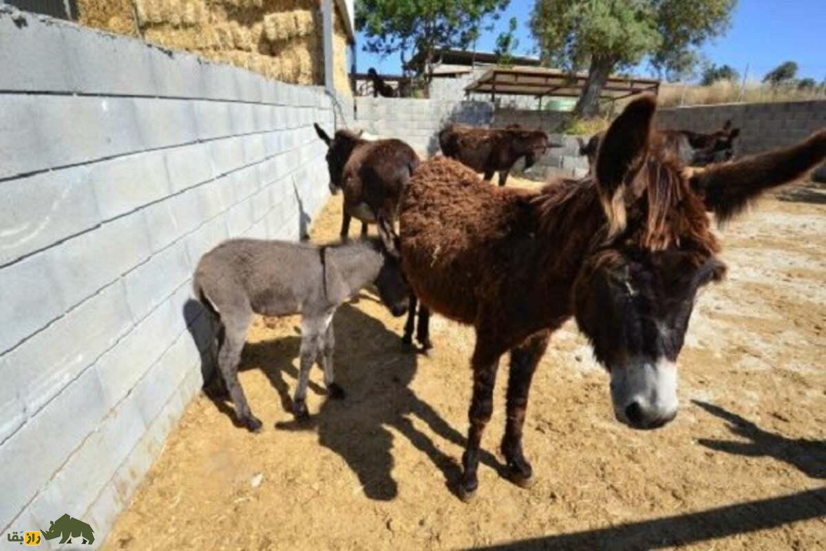 علیاکبر حاجی جمهوری؛ سلطان خر ایران و نوآوری در صنعت پرورش الاغ علیاکبر حاجی جمهوری؛ سلطان خر ایران و نوآوری در صنعت پرورش الاغ