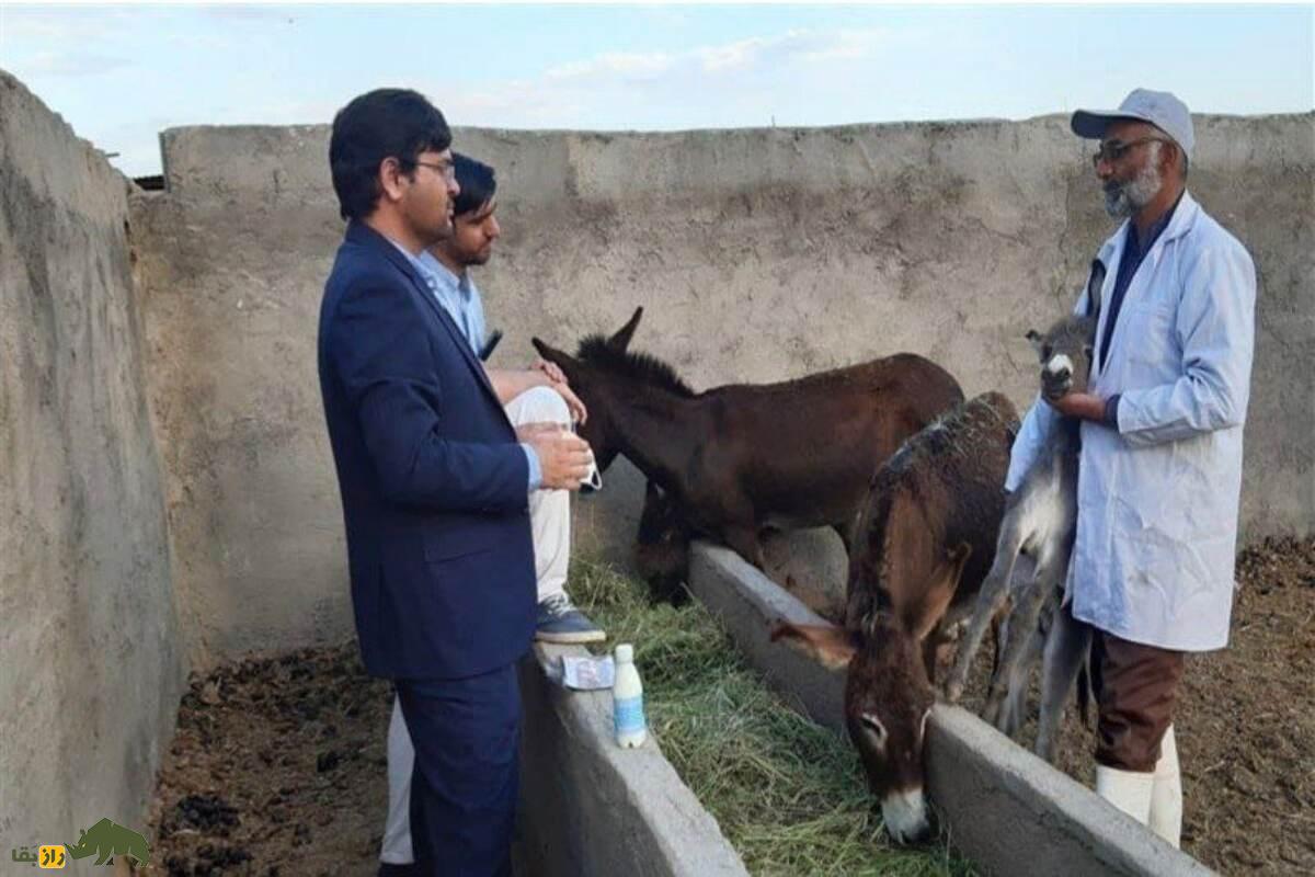 علیاکبر حاجی جمهوری؛ سلطان خر ایران و نوآوری در صنعت پرورش الاغ علیاکبر حاجی جمهوری؛ سلطان خر ایران و نوآوری در صنعت پرورش الاغ