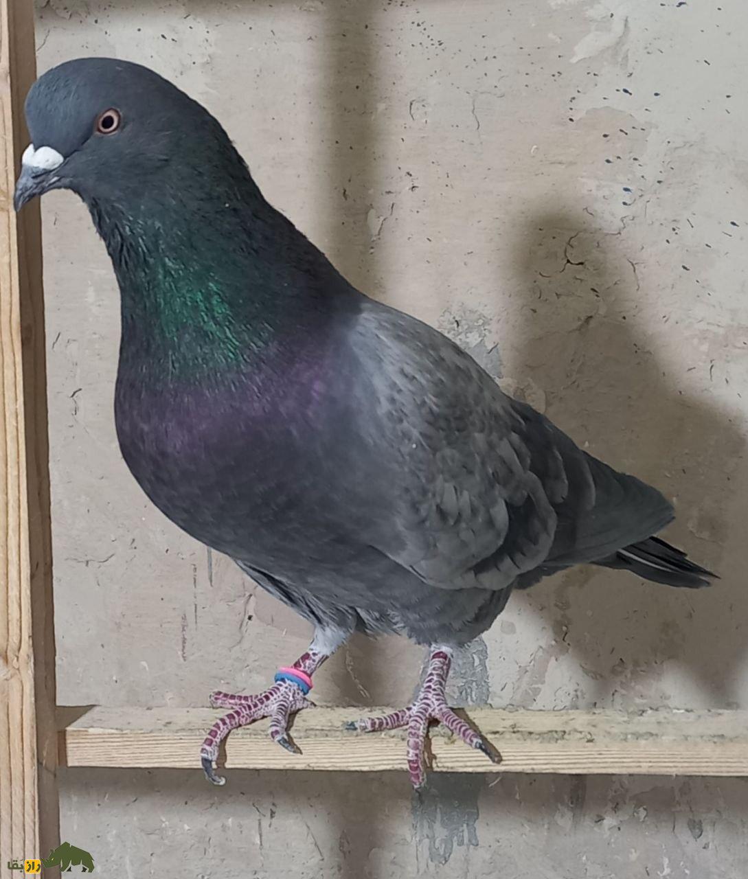 تصاویری از کبوتر سبز اصیل در یکی از بوم‌های تهران؛ ویژگی‌های یک کبوتر سبز اصیل چیست؟