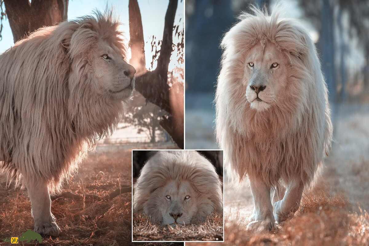 شیر آلبینو؛ شکارچی سفیدپوشی که زیباترین و کمیابترین شیر جهان است و تنها چند قلاده از آنها وجود دارد