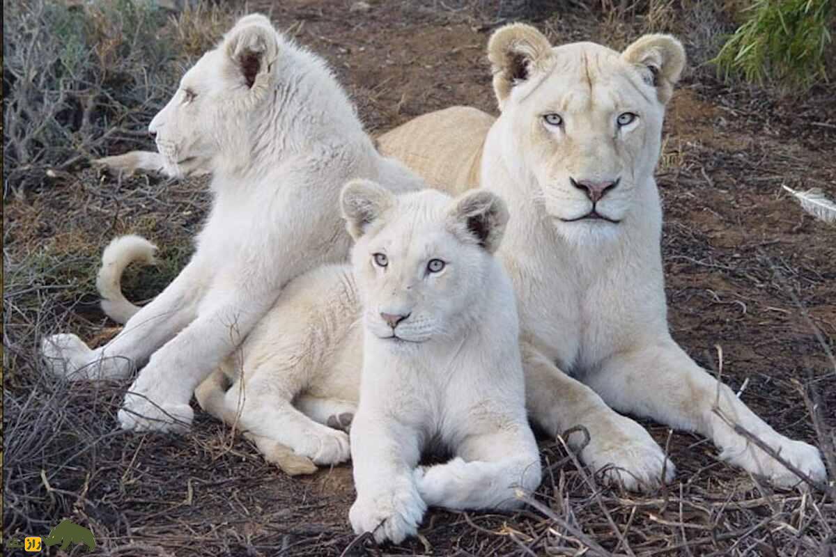 شیر آلبینو؛ رازهای یک شکارچی سفیدپوش شیر آلبینو؛ رازهای یک شکارچی سفیدپوش
