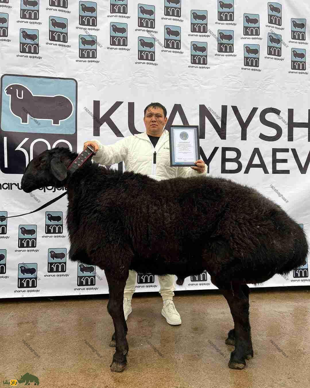 مردی گردنبد چرمی کلفتی دور گردن یک گوسفند سیاه غولپیکر انداخته است