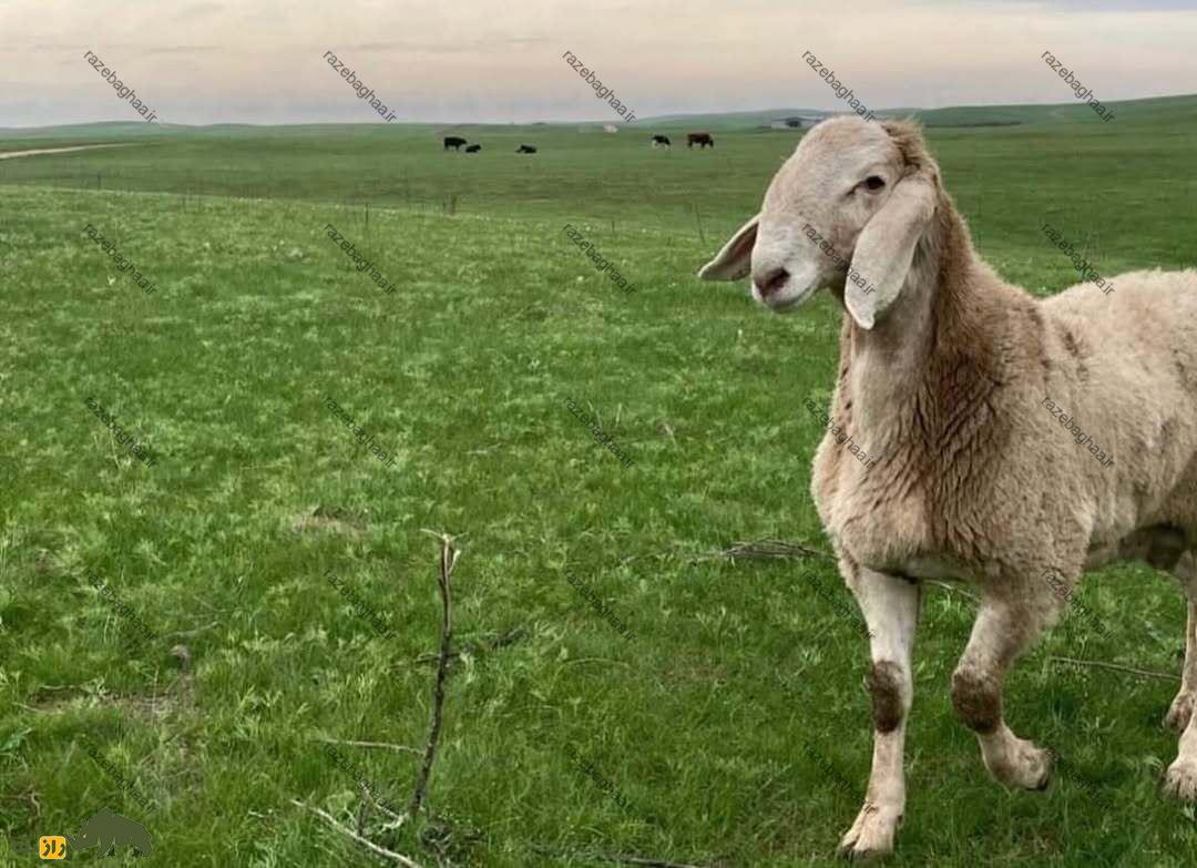 گوسفند آراشان؛ گوسفند قرقیزستانی در میان علفزار سر سبز