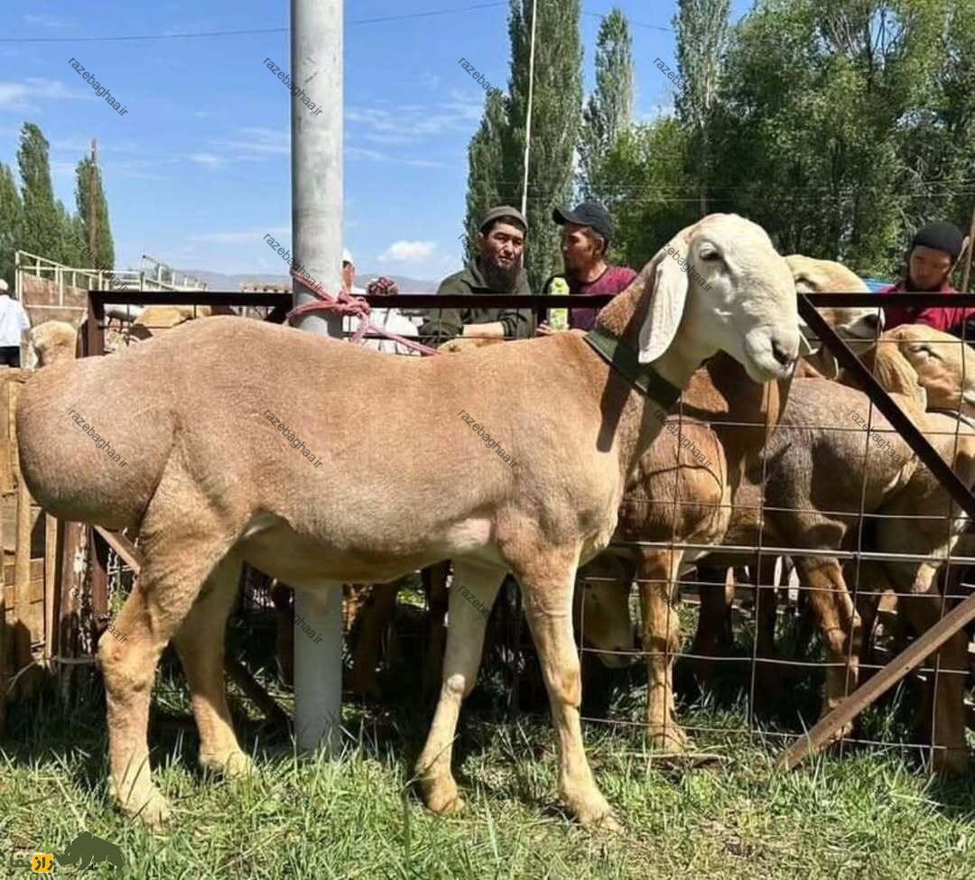گوسفند آراشان گوسفند قرقیزستانی در یک فنس و افرادی آن را تماشا می کنند