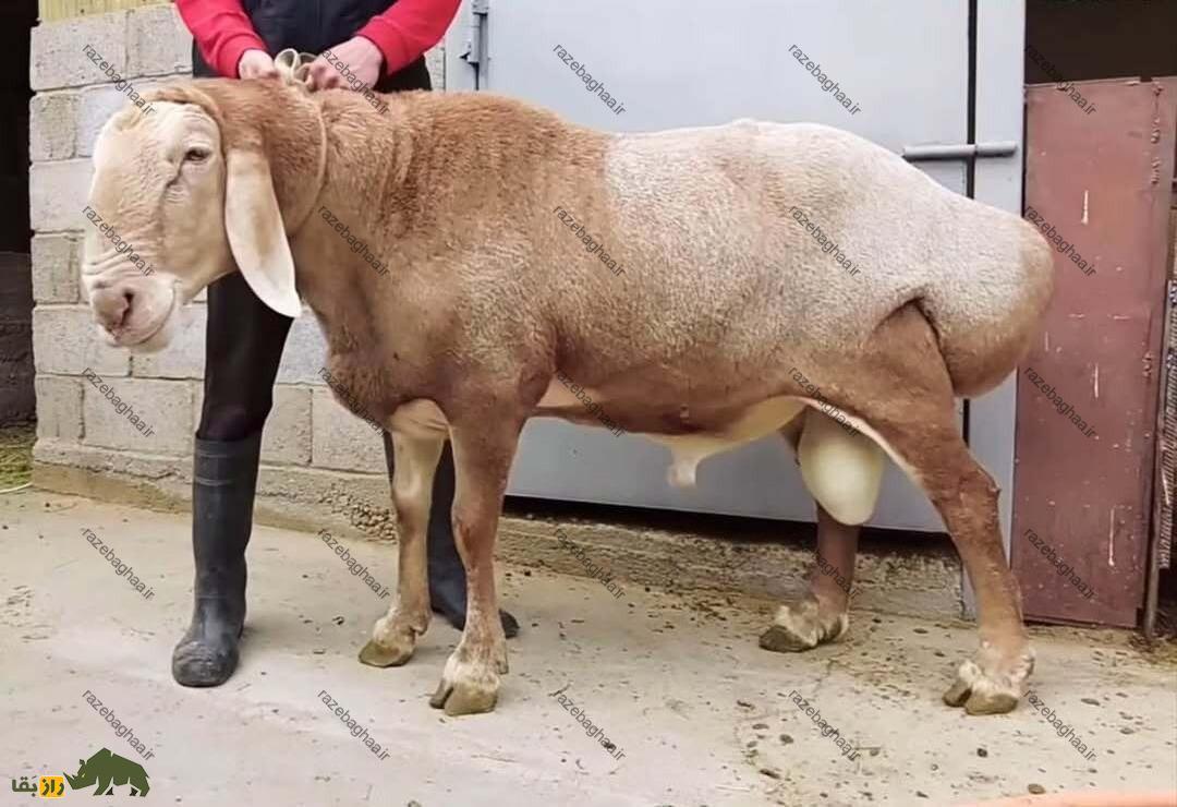 گوسفند آراشان یک گوسفند درشت هیکل قزاقستانی