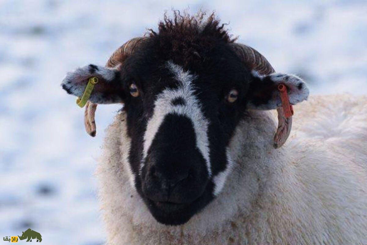 همه چیز درباره گوسفند (Sheep)؛ انواع نژادهای گوسفند ایرانی و خارجی را بشناسید همه چیز درباره گوسفند (Sheep)؛ انواع نژادهای گوسفند ایرانی و خارجی را بشناسید