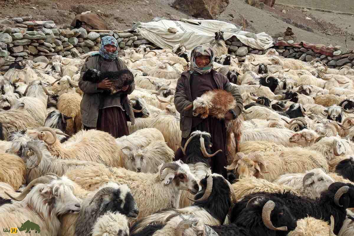 همه چیز درباره گوسفند (Sheep)؛ انواع نژادهای گوسفند ایرانی و خارجی را بشناسید گوسفند لاداخی