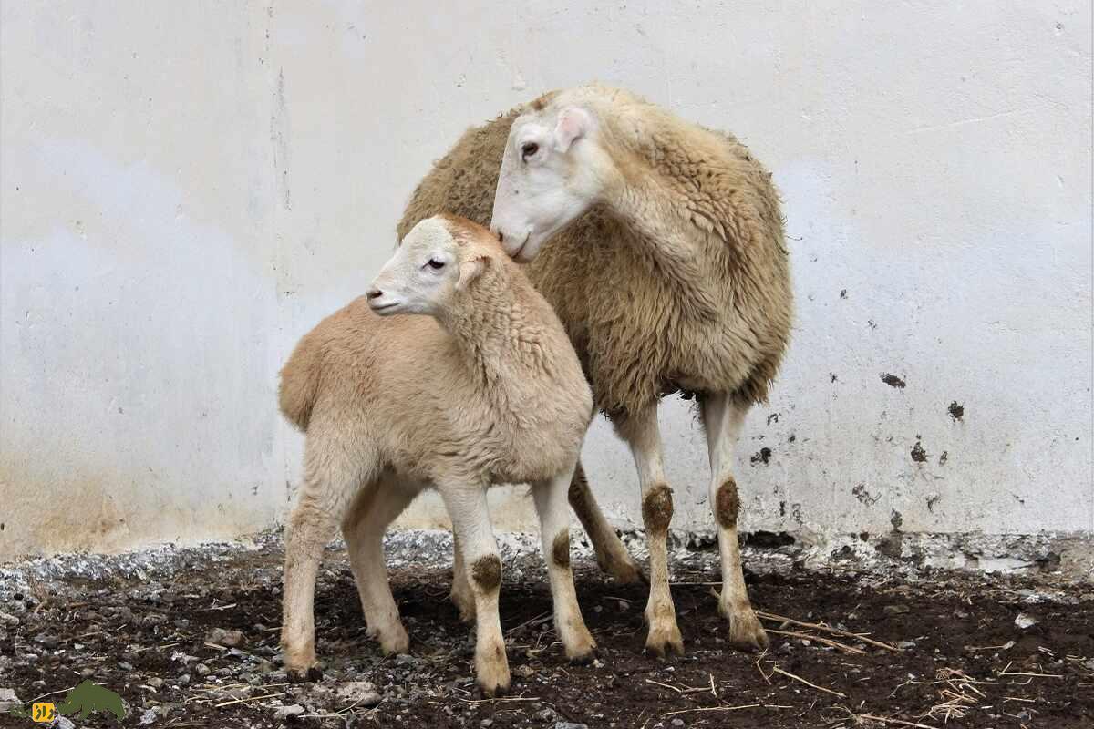 همه چیز درباره گوسفند (Sheep)؛ انواع نژادهای گوسفند ایرانی و خارجی را بشناسید گوسفند کارادولاخ