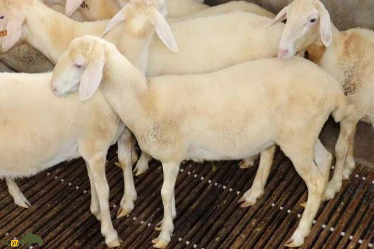گوسفند هوی گوسفند هوی