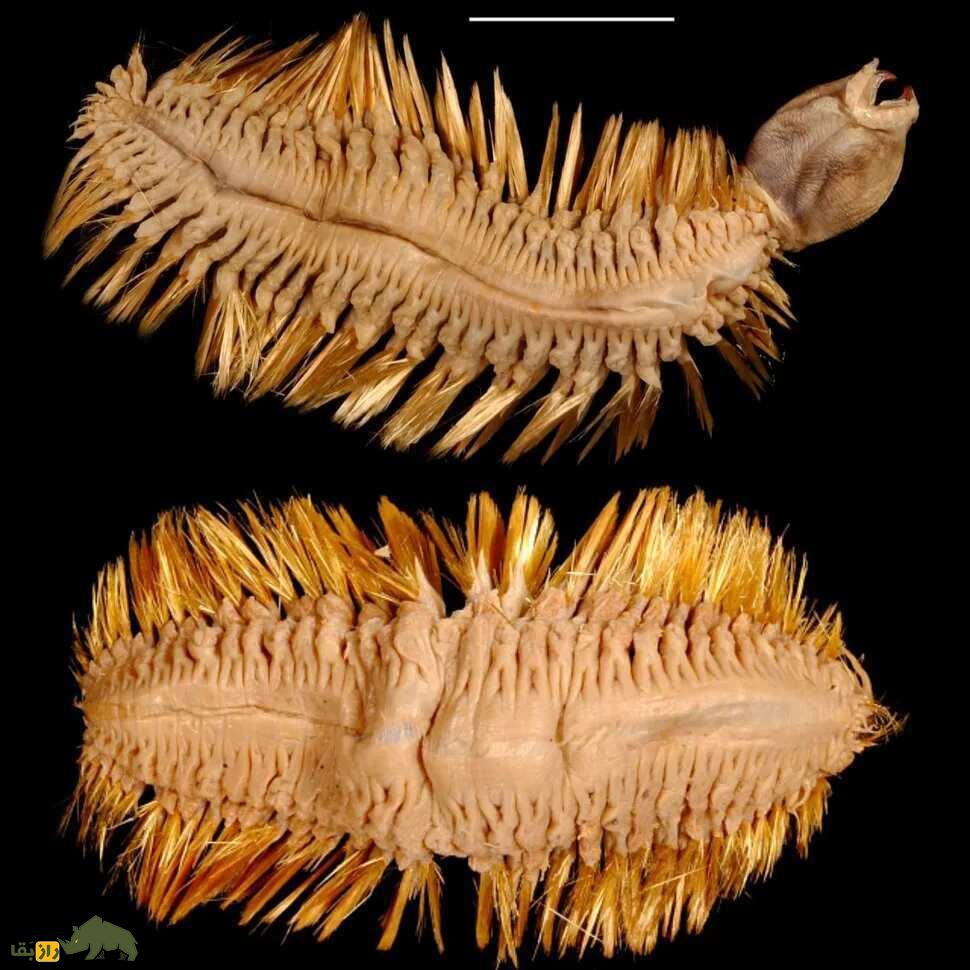 کرم مقیاس قطبی آنتارکتیک؛ نمایش وحشتناک و درخشان با فکهای برآمده بزرگ که شبیه موجودات فضایی است کرم مقیاس قطبی آنتارکتیک؛ نمایش وحشتناک و درخشان با فکهای برآمده بزرگ که شبیه موجودات فضایی است
