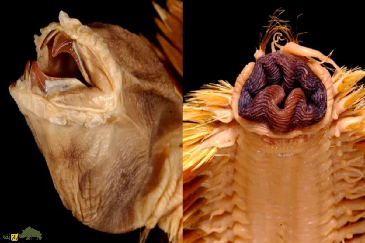 کرم مقیاس قطبی آنتارکتیک؛ نمایش وحشتناک و درخشان با فکهای برآمده بزرگ که شبیه موجودات فضایی است کرم مقیاس قطبی آنتارکتیک؛ نمایش وحشتناک و درخشان با فکهای برآمده بزرگ که شبیه موجودات فضایی است