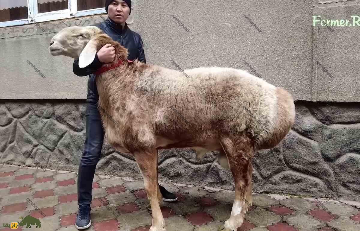 گوسفند حصاری یا آراشان؛ درگیری سنگین دو کشور بر سر مالکیت دو نژاد گوسفند