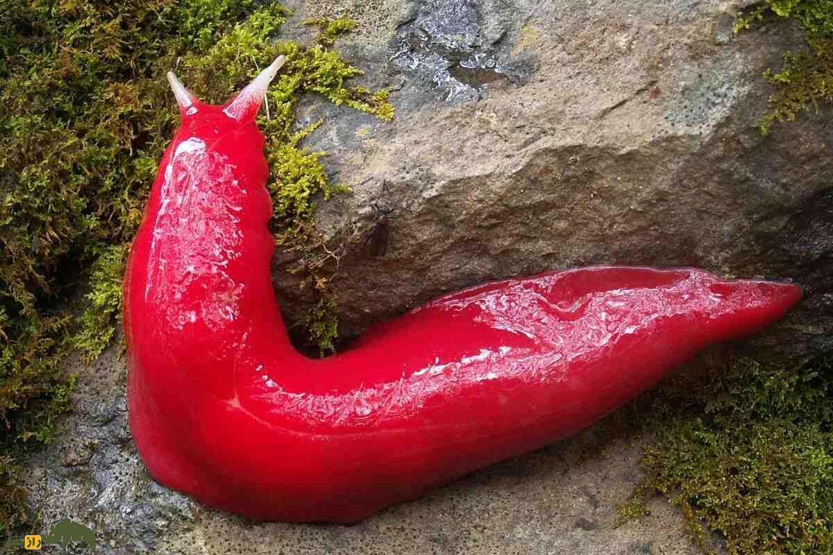 لیسه صورتی مونت کاپوتار؛ نرمتنی غولپیکر که فقط در یک آتشفشان خاموش زندگی میکند