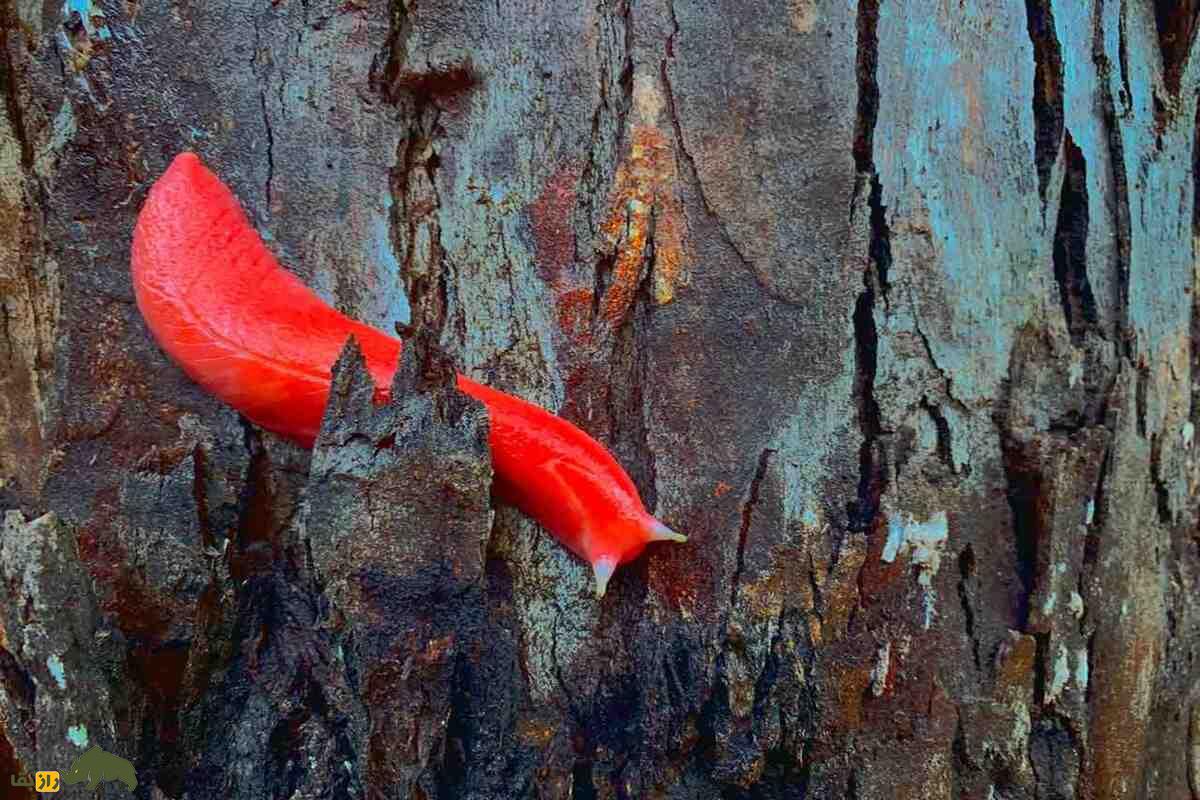 لیسه صورتی مونت کاپوتار؛ نرمتنی غولپیکر که فقط در یک آتشفشان خاموش زندگی میکند لیسه صورتی مونت کاپوتار؛ نرمتنی غولپیکر که فقط در یک آتشفشان خاموش زندگی میکند