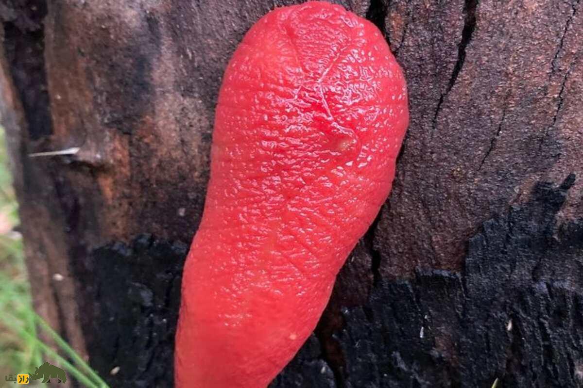 لیسه صورتی مونت کاپوتار؛ نرمتنی غولپیکر که فقط در یک آتشفشان خاموش زندگی میکند لیسه صورتی مونت کاپوتار؛ نرمتنی غولپیکر که فقط در یک آتشفشان خاموش زندگی میکند