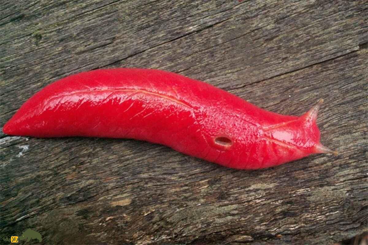 لیسه صورتی مونت کاپوتار؛ نرمتنی غولپیکر که فقط در یک آتشفشان خاموش زندگی میکند لیسه صورتی مونت کاپوتار؛ نرمتنی غولپیکر که فقط در یک آتشفشان خاموش زندگی میکند