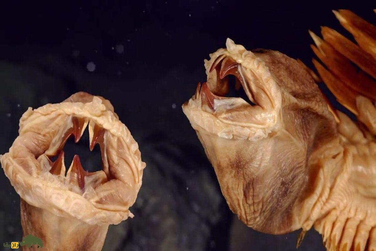 کرم قطبی آنتارکتیک؛ عجیبترین موجود زنده روی زمین که شبیه موجودات فضایی است antarctic scale worm