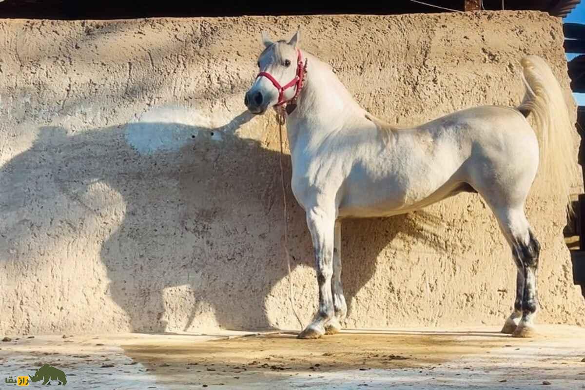 اسب سنگسر اسب سنگسر