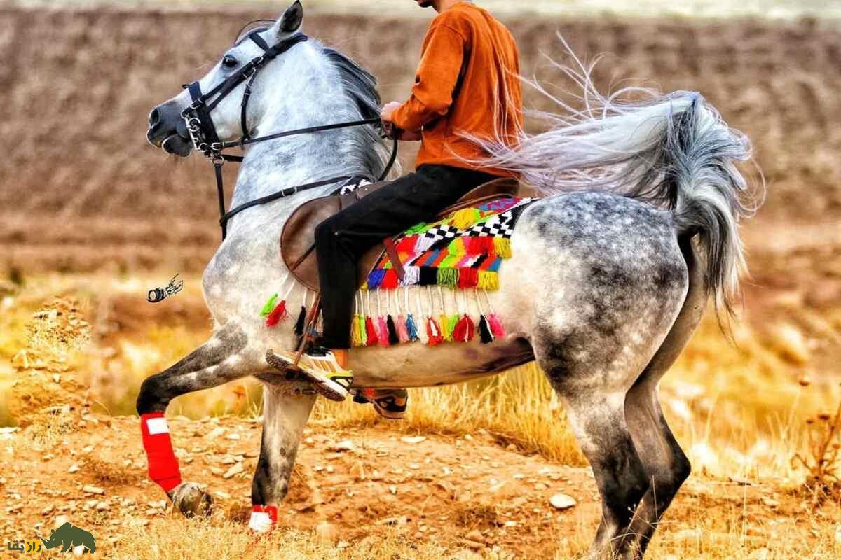 اسب سنگسر اسب سنگسر