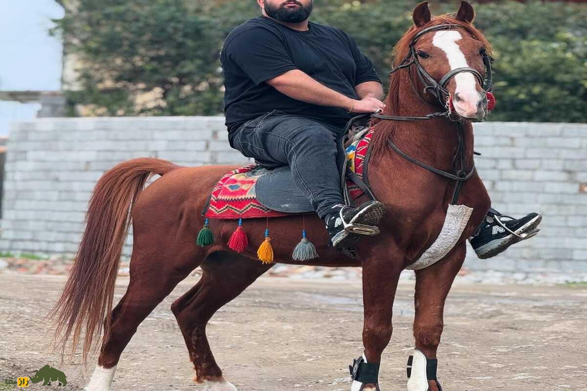 اسب سنگسر اسب سنگسر
