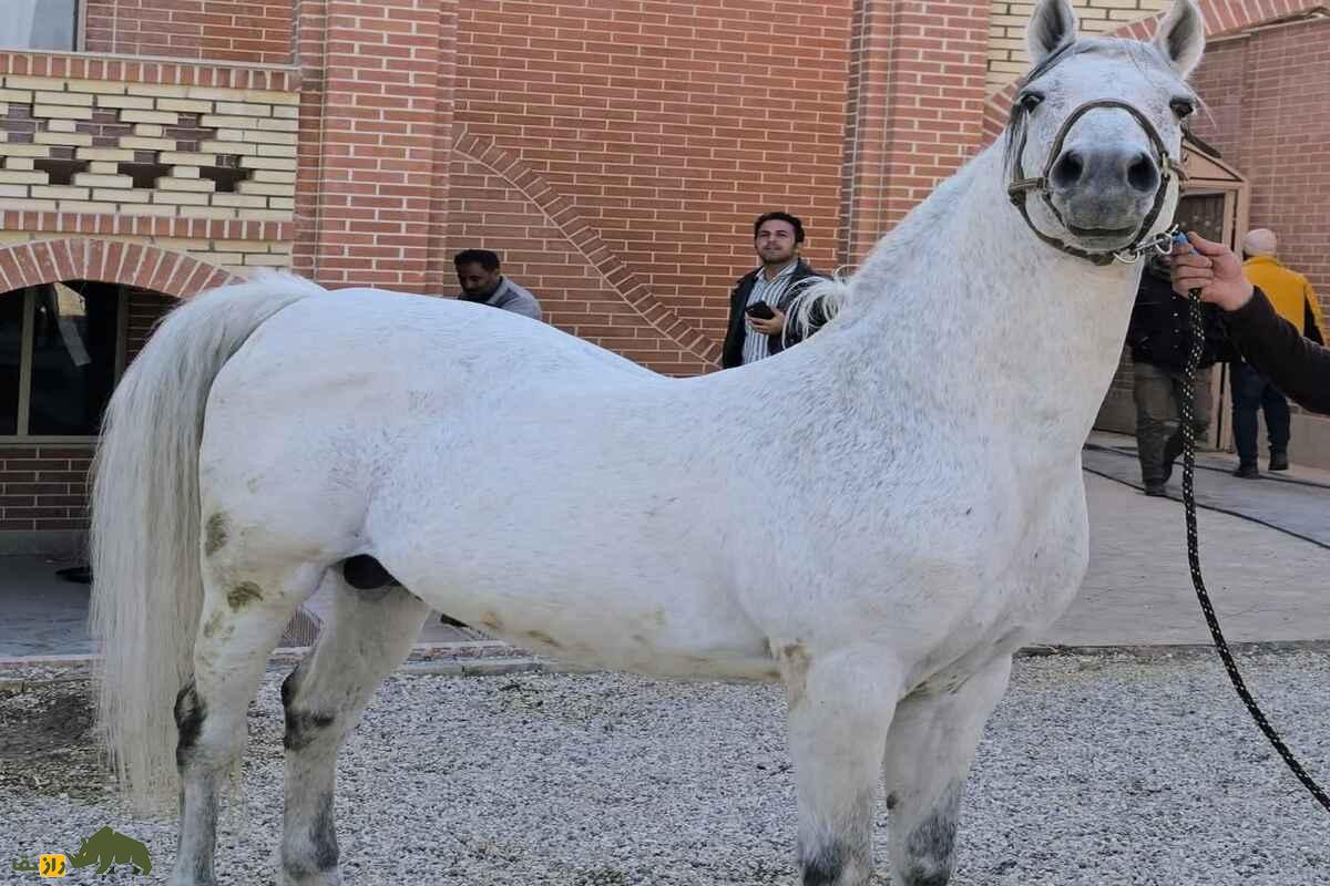 اسب سنگسر اسب سنگسر