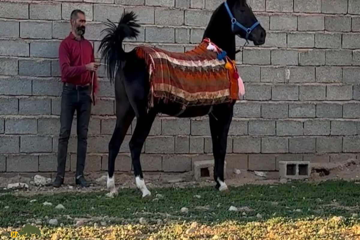 اسب سنگسر اسب سنگسر