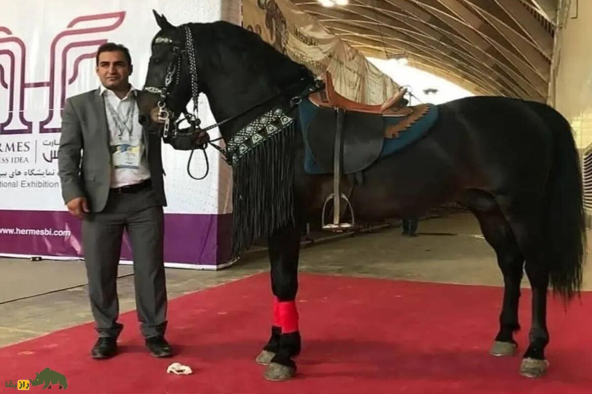 اسب سنگسر اسب سنگسر