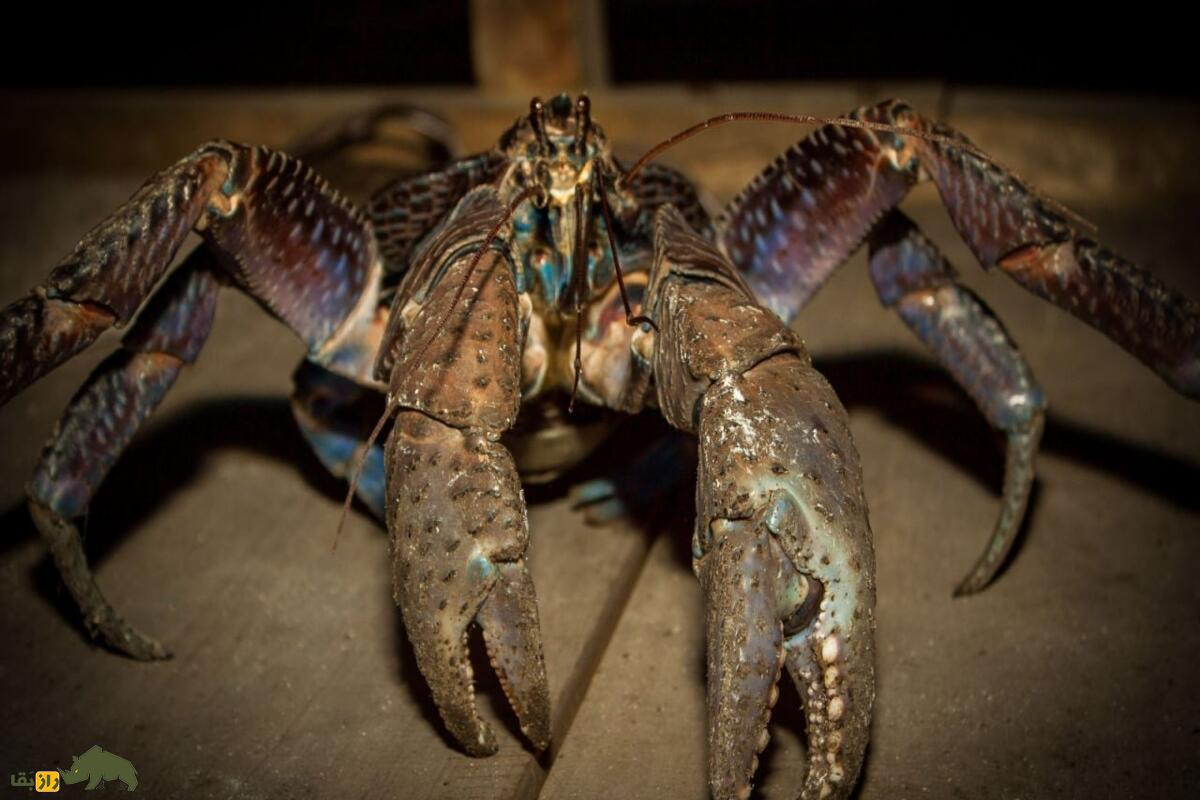 خرچنگ نارگیل؛ بزرگترین بندپای خشکی خرچنگ نارگیل؛ بزرگترین بندپای خشکی