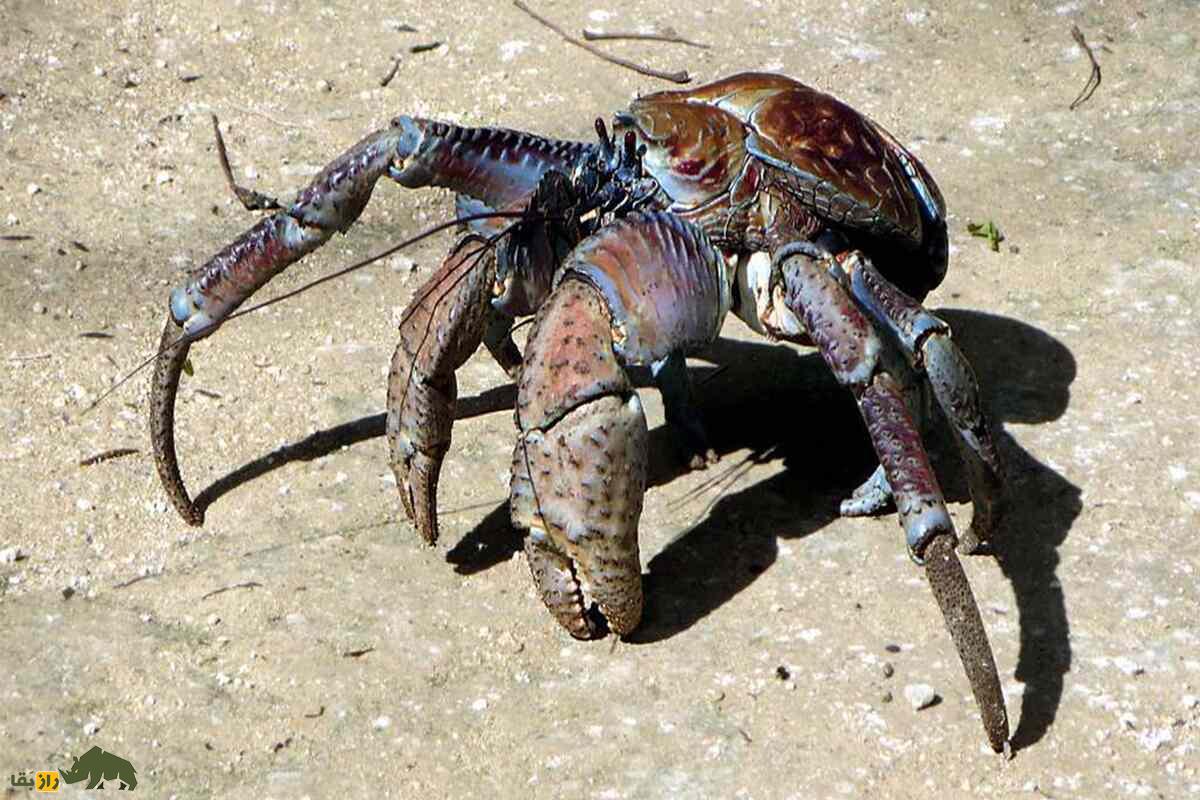 خرچنگ نارگیل؛ بزرگترین بندپای خشکی خرچنگ نارگیل؛ بزرگترین بندپای خشکی