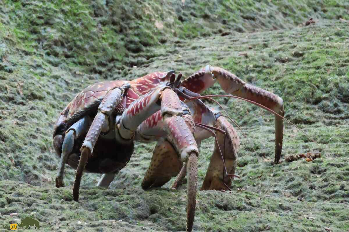 خرچنگ نارگیل؛ بزرگترین بندپای خشکی خرچنگ نارگیل؛ بزرگترین بندپای خشکی