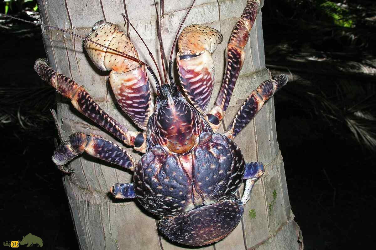 خرچنگ نارگیل؛ بزرگترین بندپای خشکی خرچنگ نارگیل؛ بزرگترین بندپای خشکی