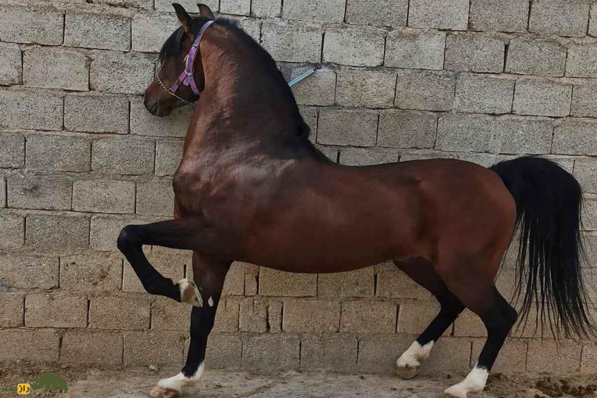 اسب سنگسر؛ اسب اصیل ایرانی که ارابه جنگی پادشاهان هخامنشی و ساسانی بود اسب سنگسر