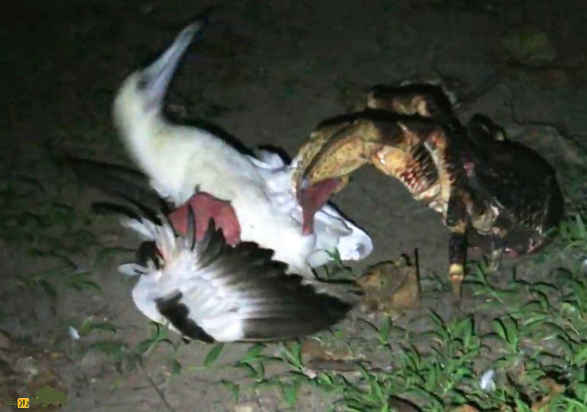 خرچنگ نارگیل؛ بزرگترین بندپای خشکی که یک متر پا و ۴ کیلو وزن دارد و یکی از ترسناکترین موجودات جهان است خرچنگ نارگیل