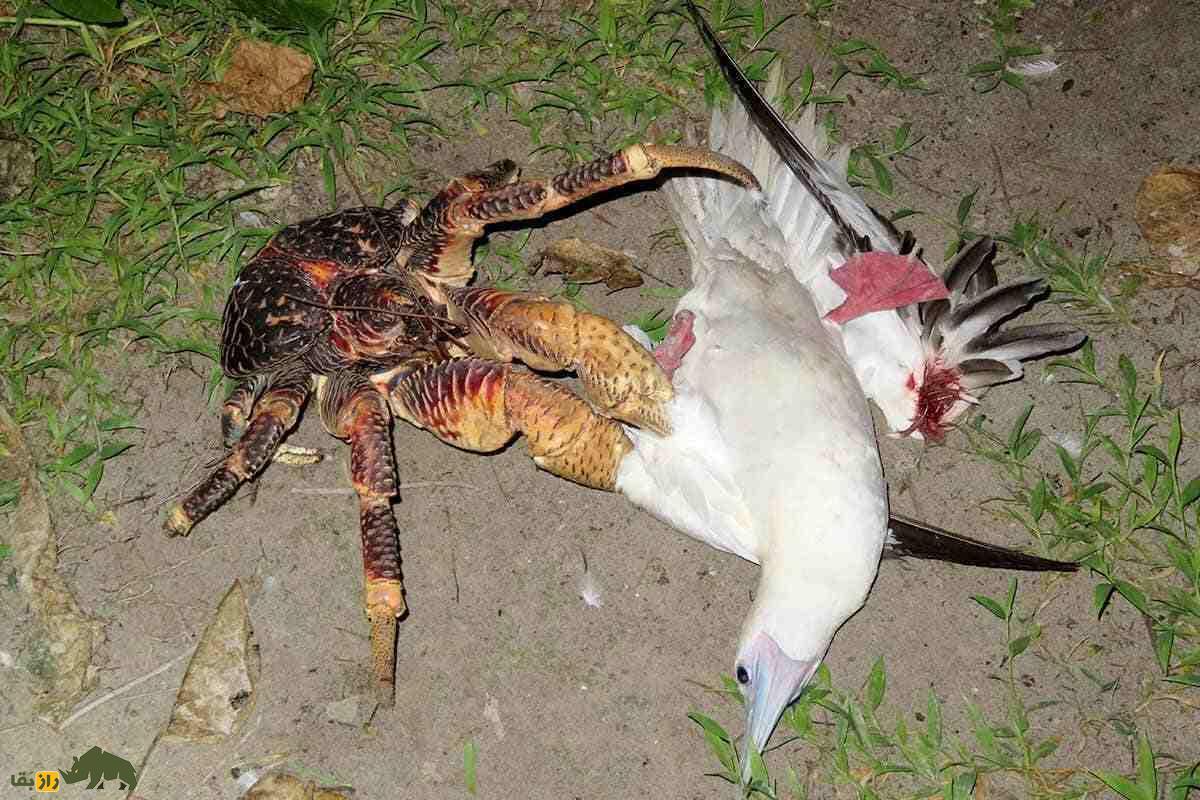 خرچنگ نارگیل؛ بزرگترین بندپای خشکی که یک متر پا و ۴ کیلو وزن دارد و یکی از ترسناکترین موجودات جهان است خرچنگ نارگیل