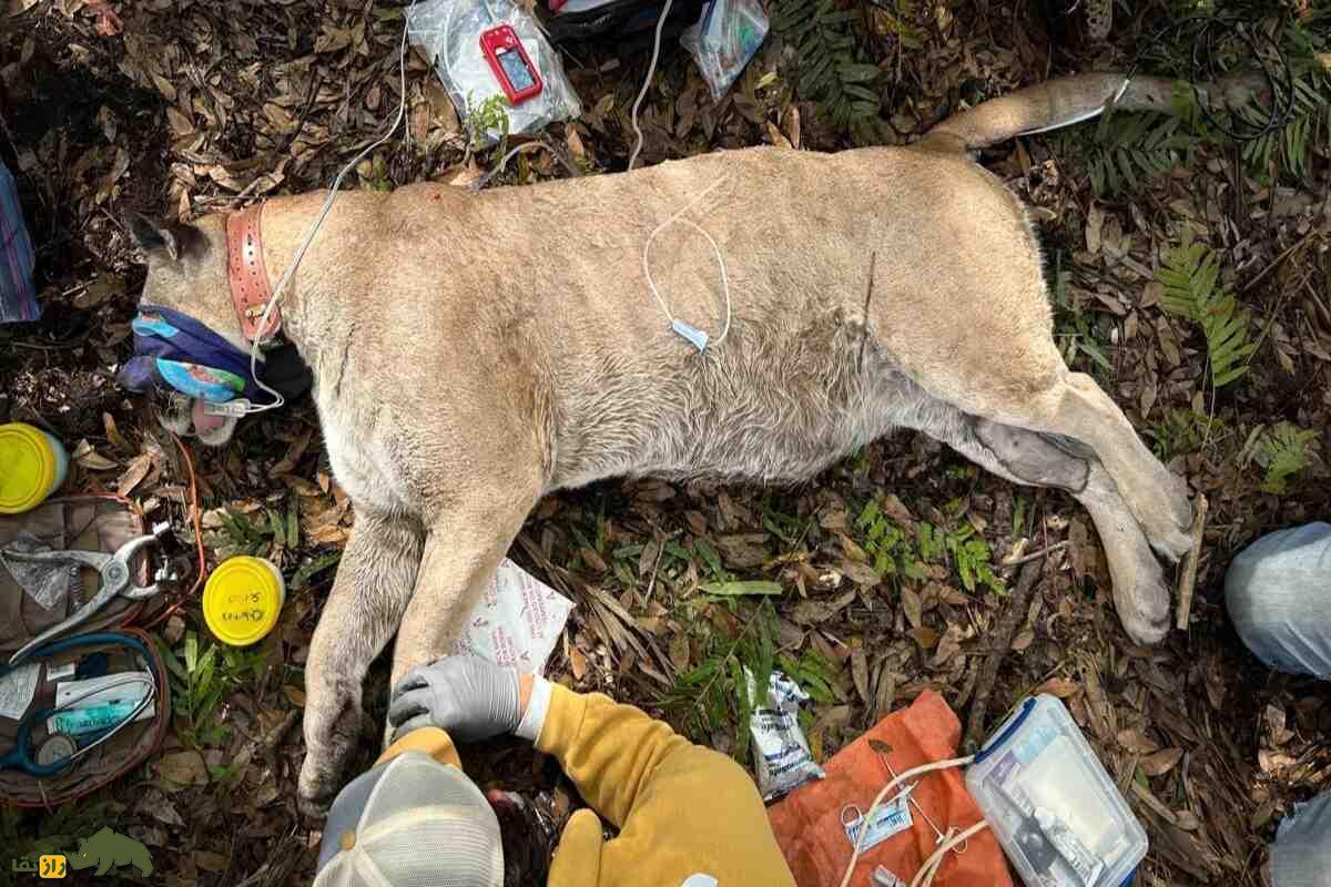 سنگین‌ترین پلنگ ثبت‌شده توسط مقامات حیات‌وحش گرفتار شد