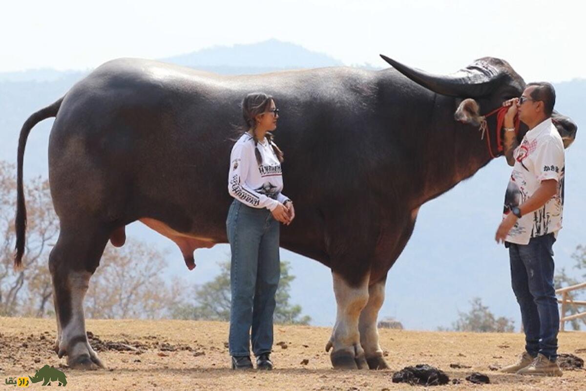 کینگ کونگ؛ تصاویری شگفتانگیز از بزرگترین گاومیش آبی جهان که روزی ۳۵ کیلو غذا میخورد!
