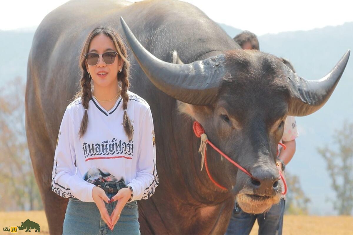 کینگ کونگ؛ بزرگترین گاومیش آبی جهان کینگ کونگ؛ بزرگترین گاومیش آبی جهان