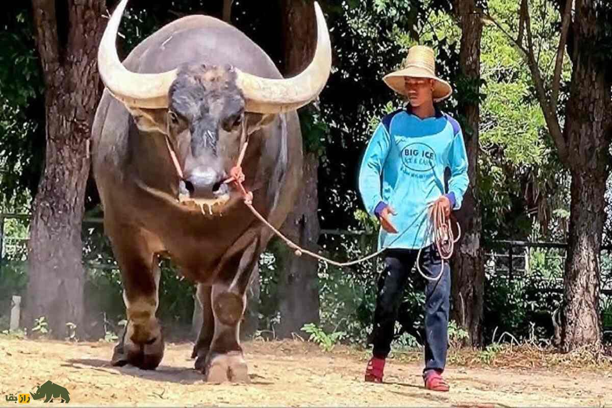 کینگ کونگ؛ بزرگترین گاومیش آبی جهان کینگ کونگ؛ بزرگترین گاومیش آبی جهان